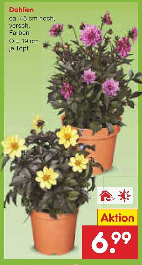 Dahlien – bunt blühende Gartenfreude