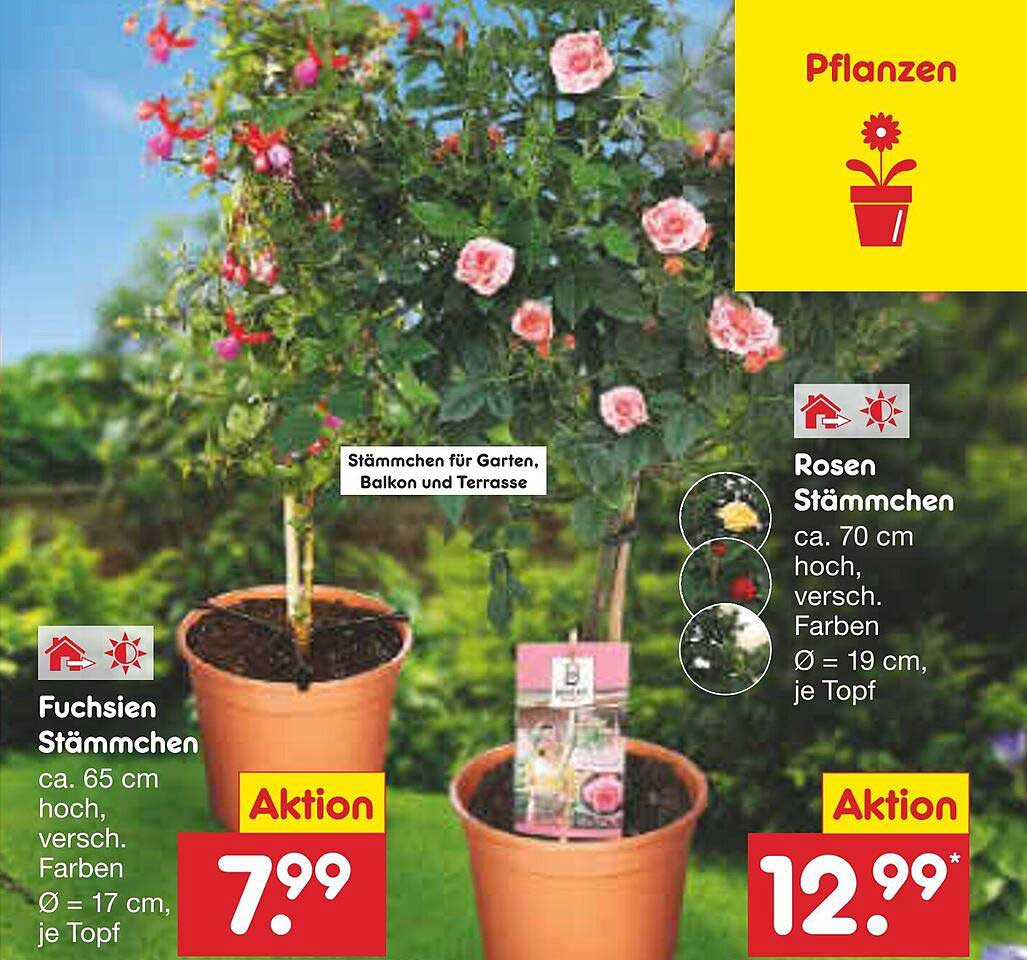 Fuchsien Stämmchen und Rosen Stämmchen zum Aktionspreis