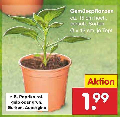 Gemüse­pflanzen - Verschiedene Sorten für Ihren Garten