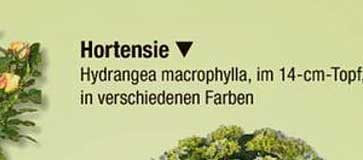 Hortensie - Hydrangea macrophylla, im 14-cm-Topf in verschiedenen Farben