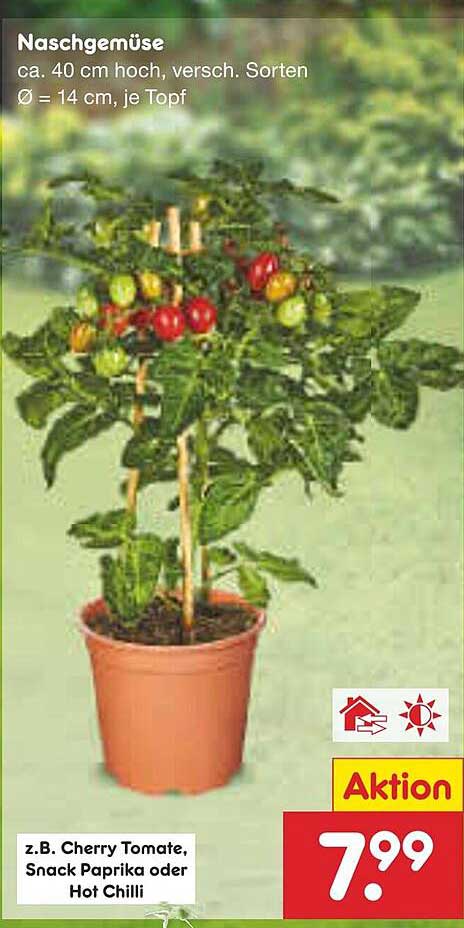 Naschgemüse - Cherry Tomate, Snack Paprika oder Hot Chilli