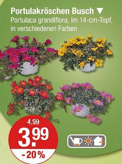 Portulakröschen Busch - Portulaca grandiflora, im 14-cm-Topf, in verschiedenen Farben