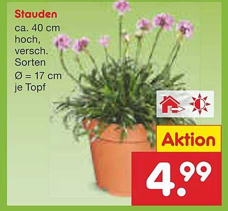 Stauden ca. 40 cm hoch, versch. Sorten Ø 17 cm je Topf