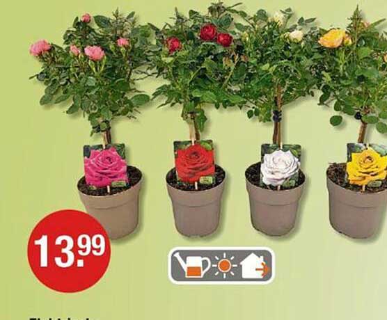 Stimmungsvoll blühende Rosen im Topf