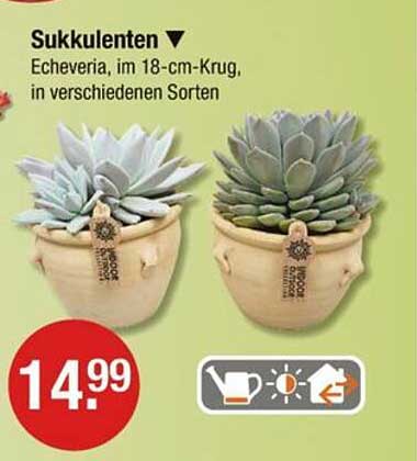 Sukkulenten Echeveria, im 18-cm-Krug, in verschiedenen Sorten