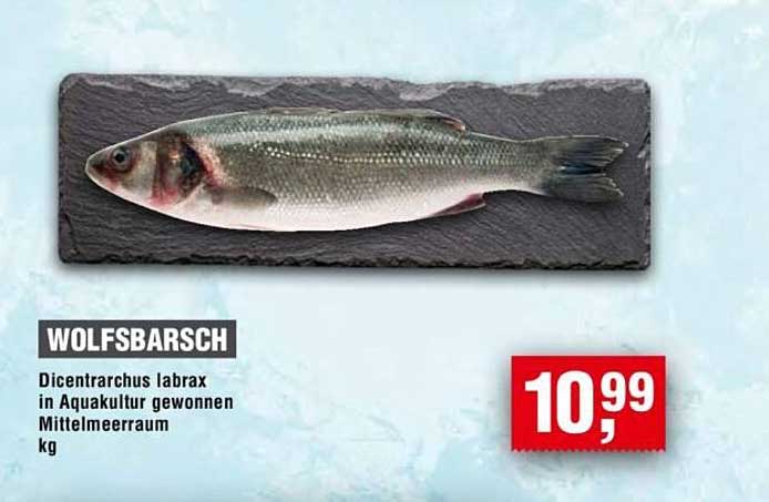 Wolfsbarsch - Dicentrarchus labrax in Aquakultur gewonnen