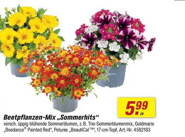 Beetpflanzen-Mix „Sommerhits“