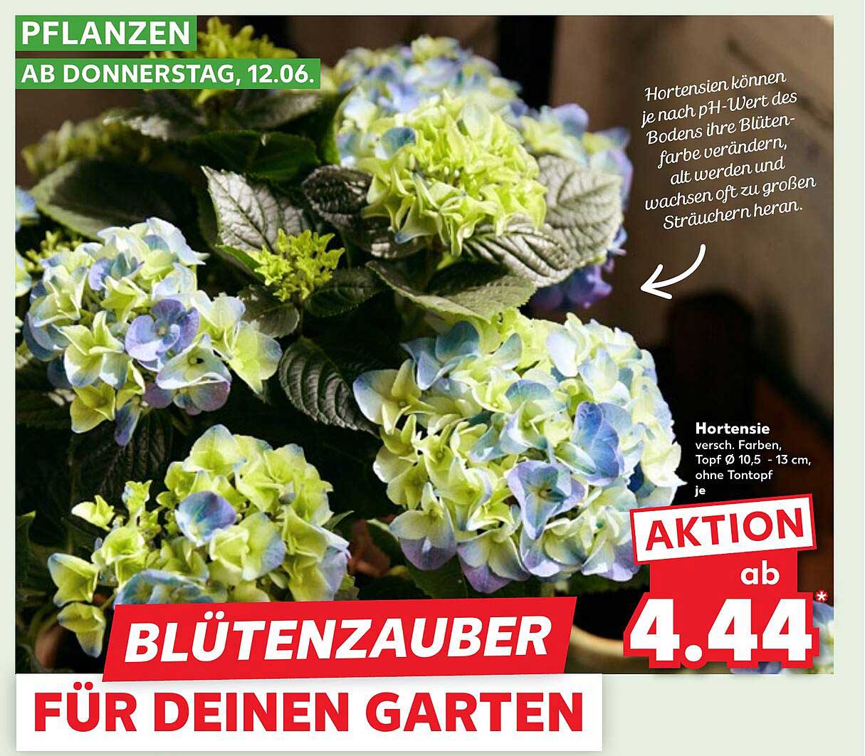 Blütenzauber für deinen Garten - Hortensie