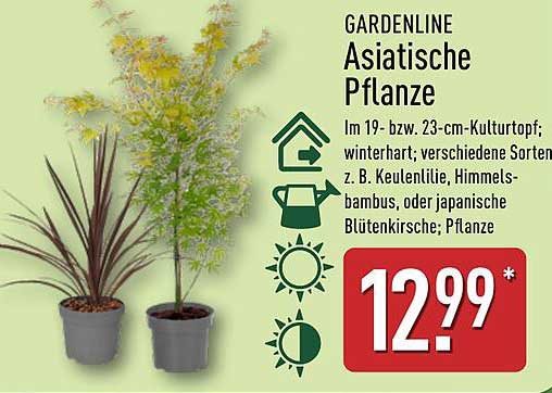GARDENLINE Asiatische Pflanze im 19- bzw. 23-cm-Kulturtopf