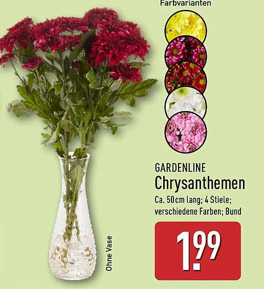 GARDENLINE Chrysanthemen – Frische Farben für Ihr Zuhause