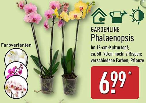 GARDENLINE Phalaenopsis im 12-cm-Kulturtopf