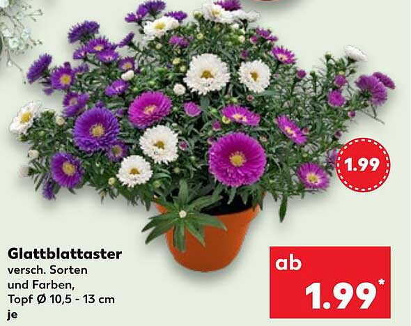 Glattblättriger Aster – Verschiedene Sorten und Farben