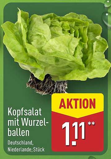 Kopfsalat mit Wurzelballen
