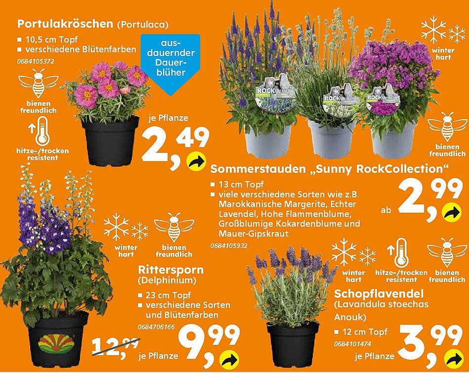 Portulakröschchen (Portulaca) – blühende Vielfalt für deinen Garten