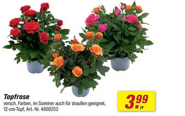 Topfrose - Verschiedene Farben im 12-cm-Topf