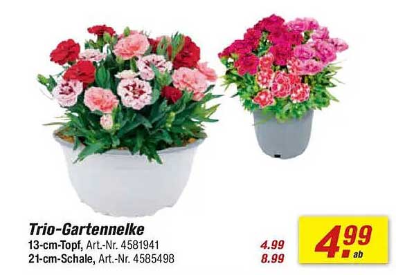 Trio-Gartennelke