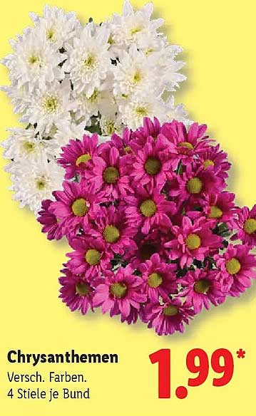 Chrysanthemen