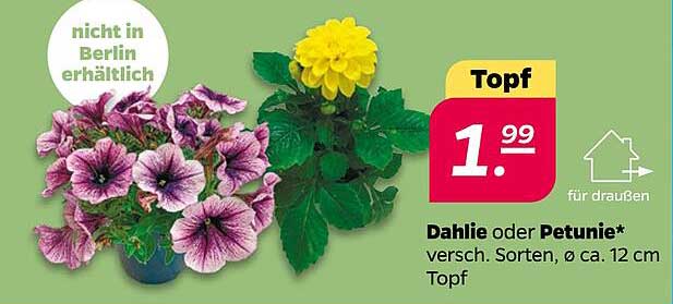 Dahlie oder Petunie*