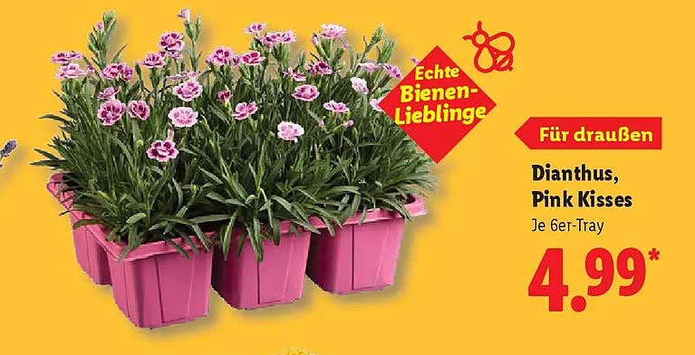 Dianthus, Pink Kisses