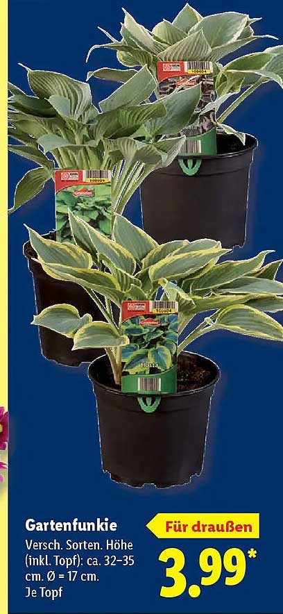 Gartenfunkie