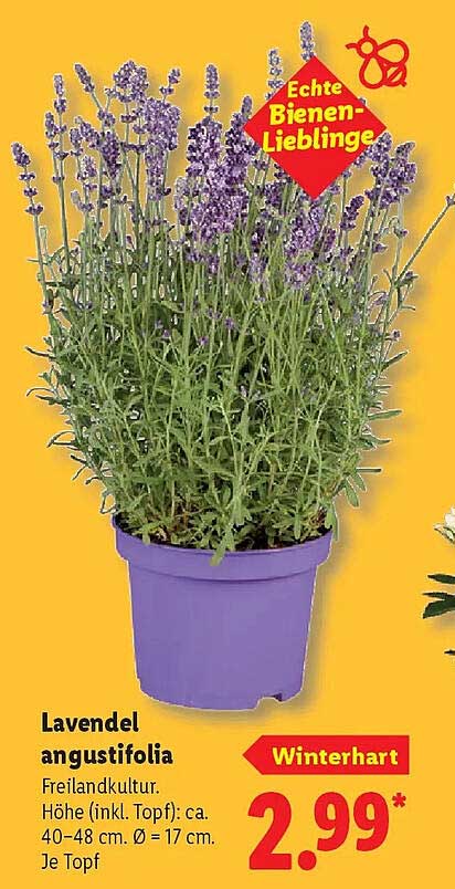 Lavendel angustifolia