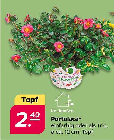 Topf Portulaca* einfarbig oder als Trio, Ø ca. 12 cm, Topf