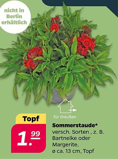 Topf Sommerstaude* versch. Sorten, z. B. Bartnelke oder Margerite; ø ca. 13 cm, Topf