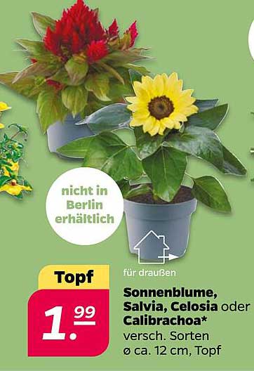 Topf Sonnenblume, Salvia, Celosia oder Calibrachoa* versch. Sorten ø ca. 12 cm, Topf