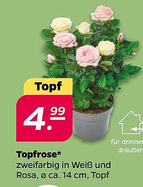 Topfrose* zweifarbig in Weiß und Rosa, ø ca. 14 cm, Topf