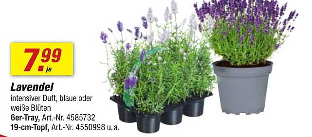 Lavendel - intensiver Duft, blaue oder weiße Blüten, 6er-Tray