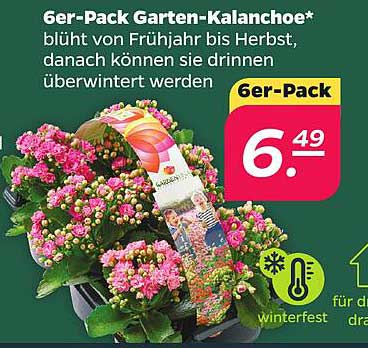 6er-Pack Garten-Kalanchoe*