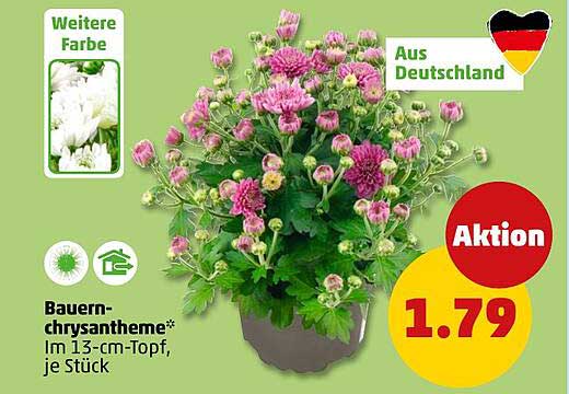 Bauern-chrysantheme* Im 13-cm-Topf, je Stück