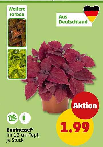 Buntnessel* Im 12-cm-Topf, je Stück