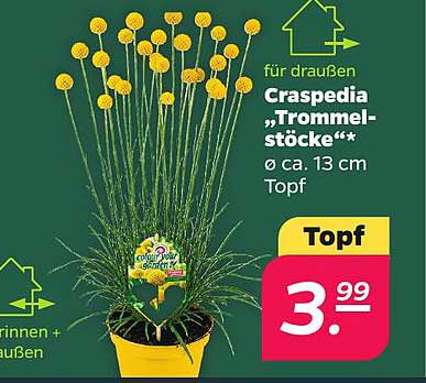 Craspedia „Trommelstöcke“*