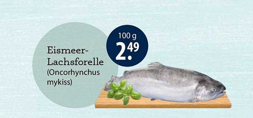 Eismeer-Lachsforelle (Oncorhynchus mykiss)