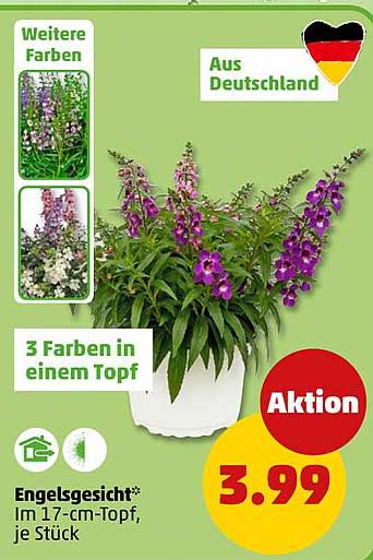 Engelsgesicht* Im 17-cm-Topf, je Stück