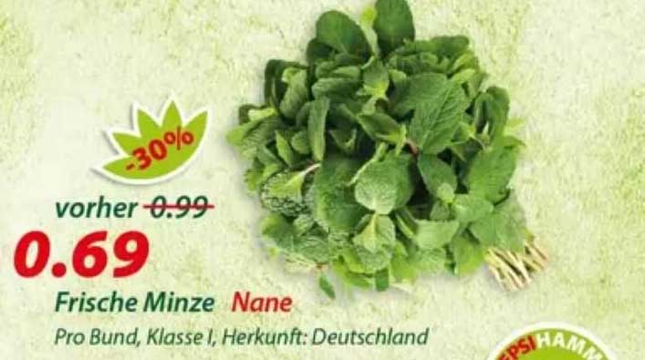 Frische Minze