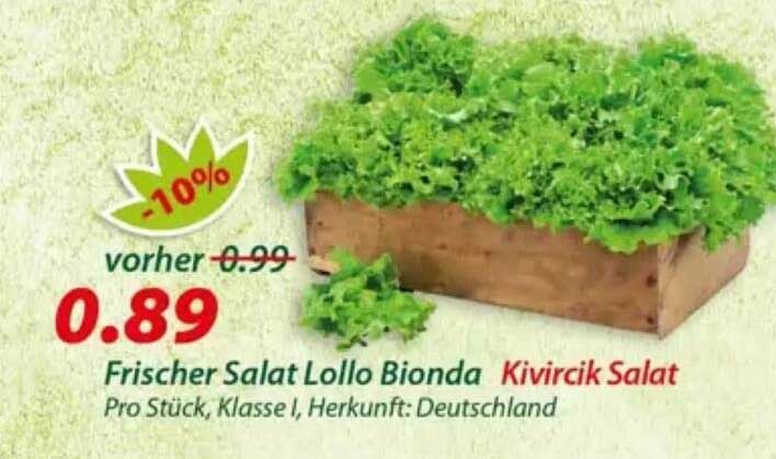 Frischer Salat Lollo Bionda Kıvırcık Salat