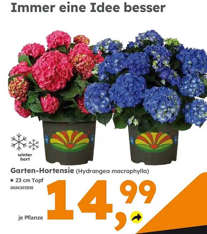 Garten-Hortensie (Hydrangea macrophylla)