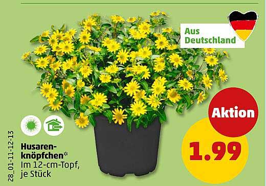 Husaren-knöpfchen* Im 12-cm-Topf, je Stück