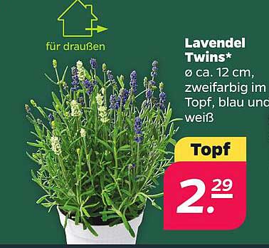 Lavendel Twins* Ø ca. 12 cm, zweifarbig im Topf, blau und weiß