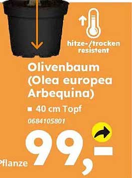 Olivenbaum (Olea europea Arbequina) 40 cm Topf