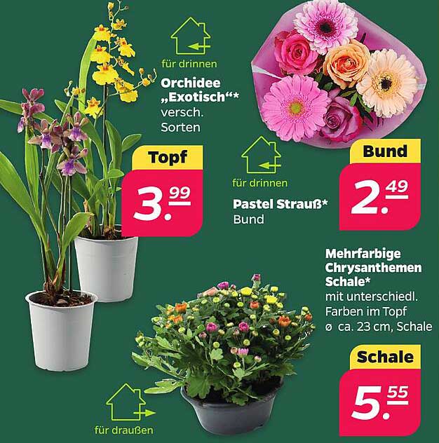 Orchidee „Exotisch“ versch. Sorten