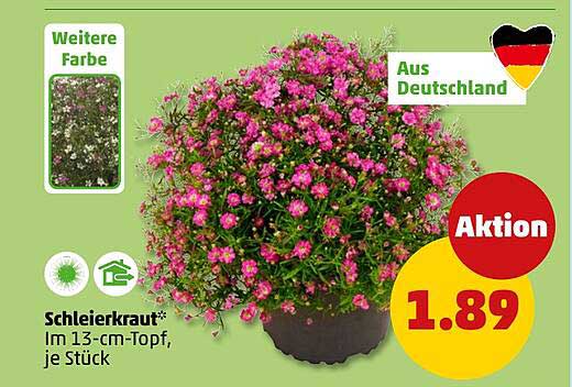 Schleierkraut*
