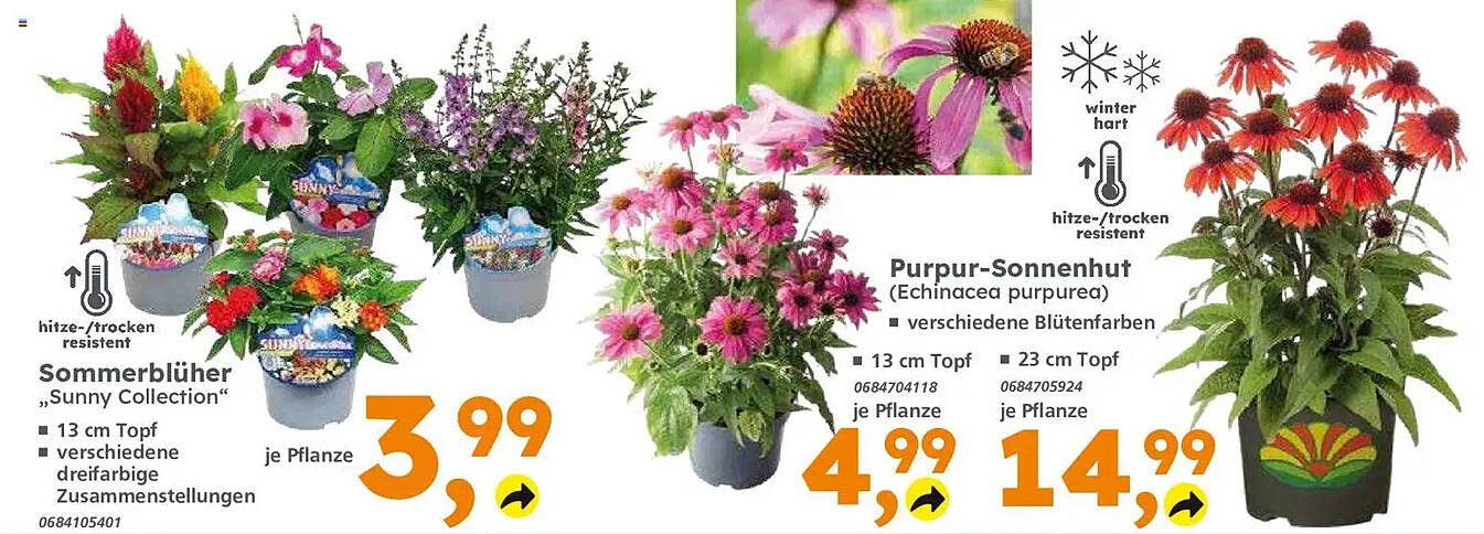Sommerblüher „Sunny Collection“