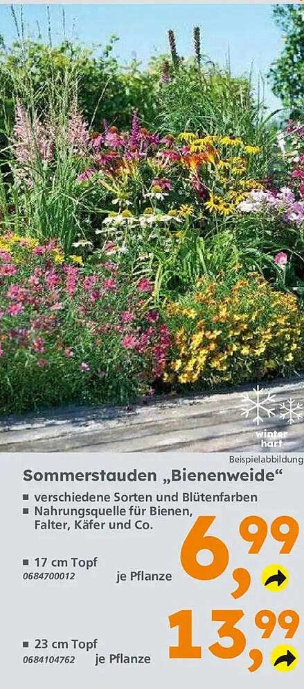 Sommerstauden „Bienenweide“