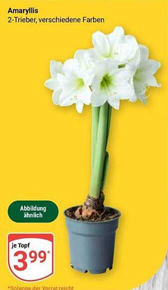Amaryllis 2-Trieber, verschiedene Farben
