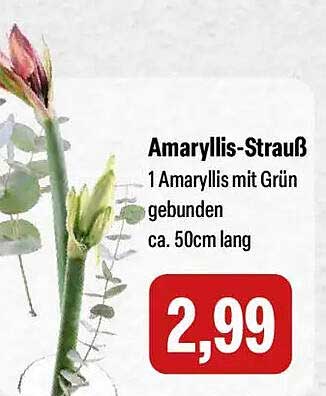 Amaryllis-Strauß 1 Amaryllis mit Grün gebunden, ca. 50cm lang
