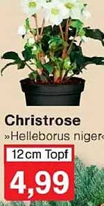 Christrose »Helleborus niger« 12 cm Topf