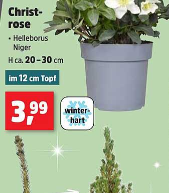 Christrose - Helleborus Niger im 12 cm Topf